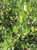 Rhus integrifolia foliage close-up