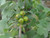 Ribes aureum fruit