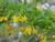 Ribes aureum flowers