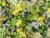 Ribes aureum flowers