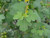 Ribes aureum foliage close-up