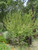 Ribes indecorum landscape/habit