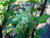 Ribes indecorum flowers close-up