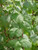 Ribes malvaceum foliage/foliage close-up