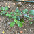 Ribes viburnifolium foliage
