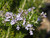Rosmarinus officinalis 'Collingwood Ingram' flowers
