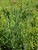 Rosmarinus officinalis 'Collingwood Ingram' foliage close-up