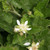 Rubus ursinus flower and foliage close-up
