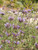 Salvia 'Allen Chickering' flowers/landscape