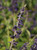 Salvia 'Anthony Parker' flower close-up