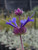 Salvia 'Celestial Blue' flowers close-up