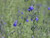 Salvia chamaedryoides 1g
