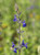 Salvia chamaedryoides 'Marine Blue' flowers close-up