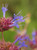 Salvia clevelandii 'Winifred Gilman' 1g