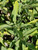 Salvia 'Dara's Choice' foliage close-up