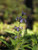 Salvia 'Dara's Choice' flowers close-up