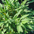 Salvia 'Dara's Choice' foliage
