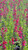 Salvia greggii 'Furman's Red' flowers