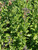 Salvia greggii 'Balmirdepur' Mirage™ Deep Purple PPAF foliage