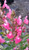 Salvia greggii 'Balmirpink' Mirage™ Pink 1g