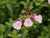 Salvia greggii 'Balmirsopin' Mirage™ Soft Pink 1g