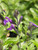 Salvia greggii 'Balmirvio' Mirage™ Violet PPAF flowers close-up