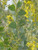 Acacia cultriformis fllowers close-up