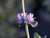 Salvia leucophylla 'Amethyst Bluff' flower close-up