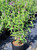 Salvia leucantha ‘Midnight’ habtit