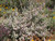 Salvia leucophylla landscape/habit