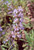 Salvia 'Mrs. Beard’ flowers close-up