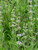 Salvia mellifera flowers