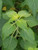 Salvia mexicana 'Limelight' foliage close-up