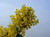 Acacia cultriformis 24B