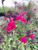 Salvia microphylla x Heatwave™ Blaze flowers