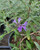 Salvia 'Pozo Blue' flower/flowers closeup