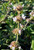 Salvia 'Shirley's Creeper' flowers close-up