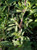 Salvia 'Shirley's Creeper' foliage close-up