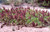 Salvia spathacea 'Powerline Pink' 1g