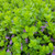 Scaevola 'Mauve Clusters' foliage close-up