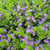 Scaevola 'Mauve Clusters' flowers close-up