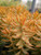 Sedum nussbaumerianum 'Coppertone' foliage