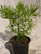 Senecio barbertonicus foliage/habit