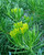 Senecio barbertonicus flowers/flowers close=up