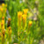 Senecio barbertonicus flowers close-up