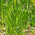 Senecio barbertonicus foliage close-up/foliage