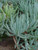 Senecio mandraliscae foliage/foliage close-up