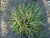 Sesleria caerulea foliage