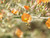 Sphaeralcea ambigua flowes close-up