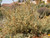 Sphaeralcea ambigua habit/landscape
